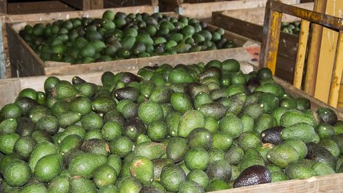 Adevărul mai puțin plăcut despre avocado, în mare parte ignorat / Cererea în creștere generează multe preocupări de mediu și etice