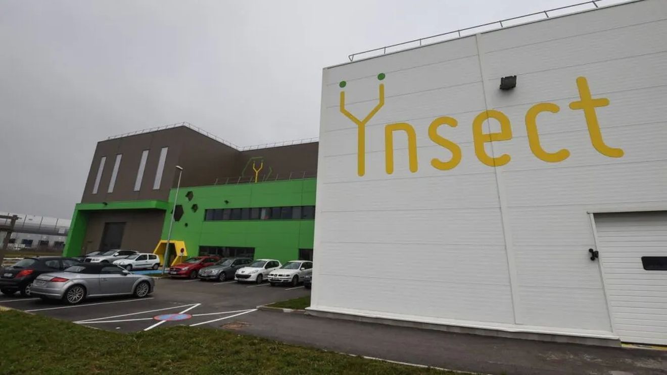 Un startup de creștere a insectelor a intrat oficial în lichidare judiciară/ Era considerat o forță revoluționară în agricultura durabilă