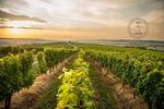 Apoldia Maior, laboratorul viticulturii transilvănene / Cum vrea USAMV Cluj să transforme stațiunea într-un reper pentru vinul românesc