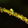 Temperaturile extreme cresc presiunea dăunătorilor în serele din România / O cooperativă din Olt își extinde producția cu 10% anual