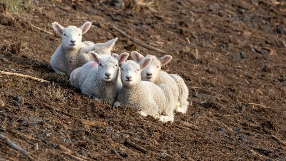 Peste o tonă de carne de miel, fără acte, oprită la intrarea în Bucureşti de către inspectorii sanitar-veterinari