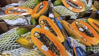 FOTO-VIDEO | Cum să cultivi papaya în ghiveci. Plantele de papaya pot fi masculine, feminine sau hermafrodite, ultimul soi fiind cel mai căutat