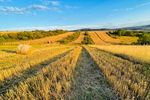 Țara care va oferi terenuri pentru activități agricole tinerilor, femeilor și celor care doresc să intre în rândul fermierilor