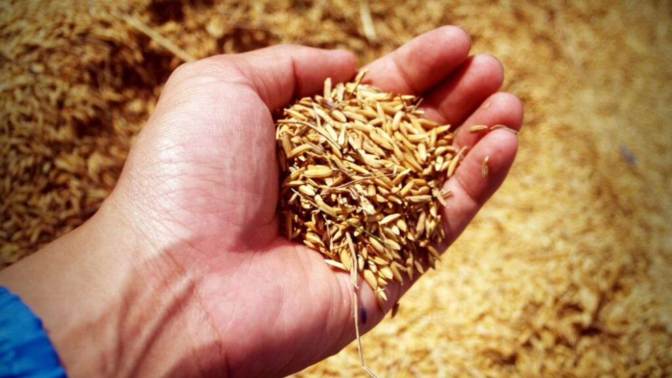 UE refuză să mărească cotele pentru exporturile agricole ale Ucrainei / Kievul cere acces suplimentar pentru bioetanol / Bruxelles: Acordul actual este "echitabil și echilibrat"