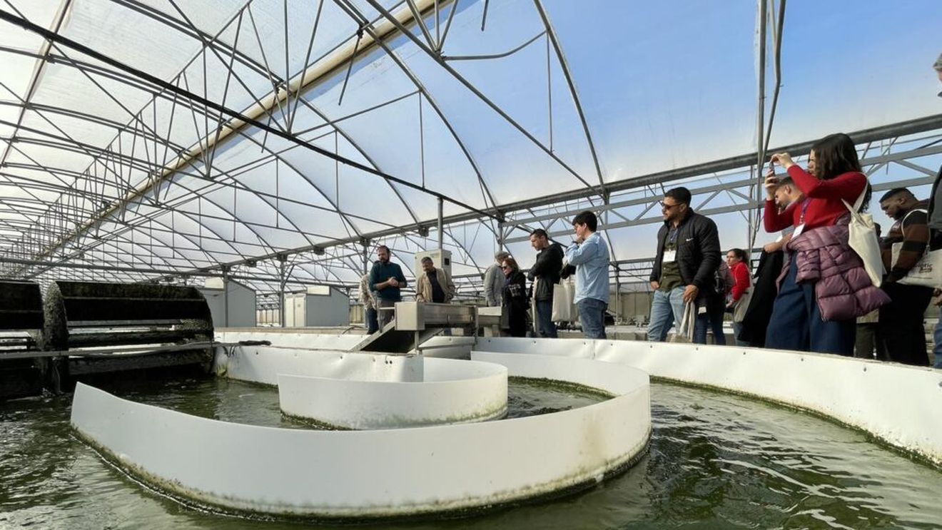 Microalgele, marele accelerator durabil al eficienței agricole/ Companiile și cercetătorii încep să pună în funcțiune capacitatea acestor organisme de a îmbunătăți fertilitatea și sănătatea solurilor și de a combate dăunătorii