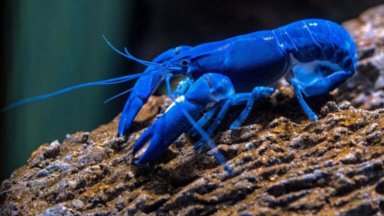 Un homar „vată de zahăr”, extrem de rar, a fost prins în SUA