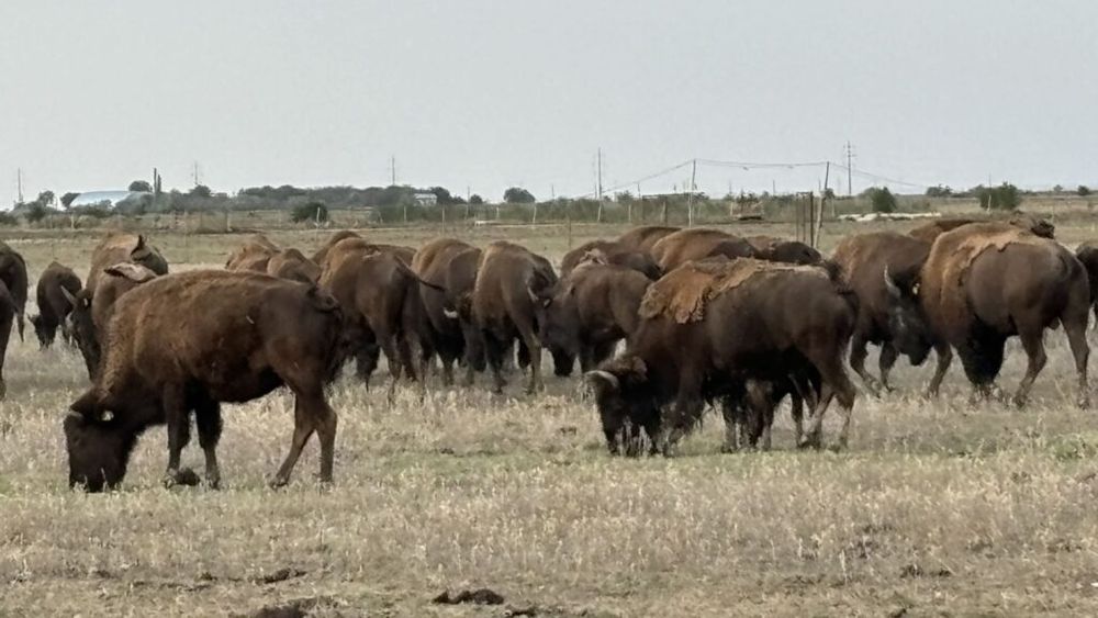 Bizonii din Bordeasca Veche: „Or fi adevărați? În țara Mioriței?” / Fermierul Răzvan Avram crește aproape 80 de animale și vinde exemplare mature pe piața din Austria