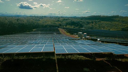 Ce se întâmplă când cultivi roșii sub panouri solare / Rezultatul i-a surprins pe cercetători: mai puțină apă, producție aproape la fel, energie în plus
