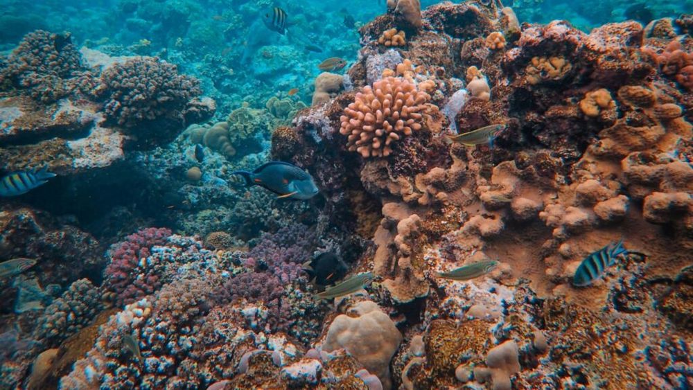 Regenerarea Marii Bariere de Corali, pe agenda oamenilor de știință/ O bancă biologică australiană conservă eşantioane de la 34 de specii de corali dintre cele 400 prezente în acest monument natural