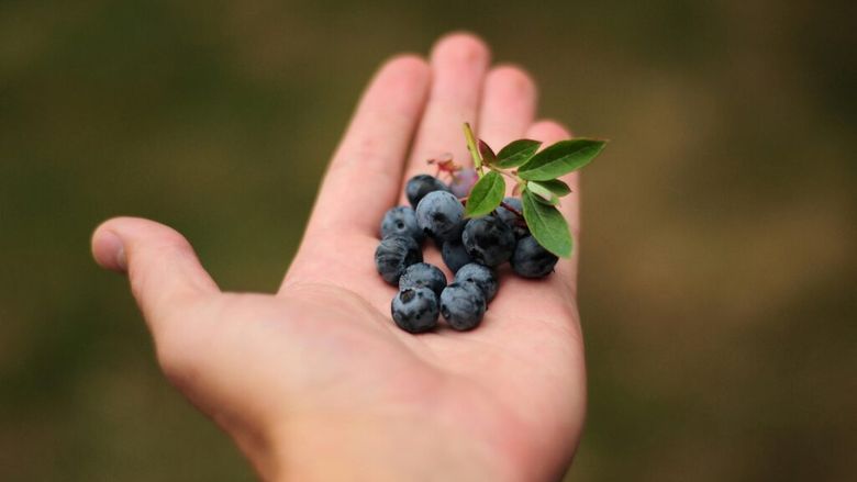 Ai colesterolul mărit? Fructul pe care cardiologii îl recomandă în locul dulciurilor / Conține mai puțin zahăr decât multe alte fructe, c