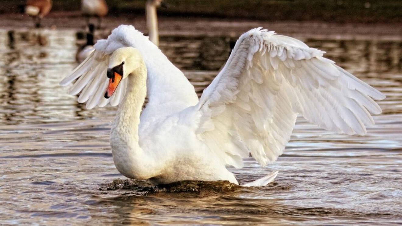 Târgu Jiu: Au fost ridicate restricțiile după ce gripa aviară a fost depistată la două lebede / Zona va fi monitorizată doi ani