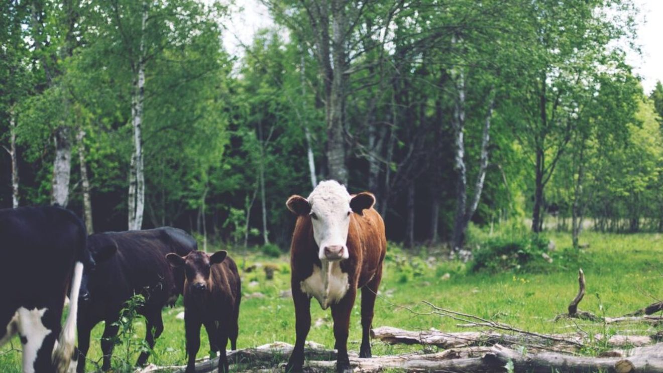 Afectați de schimbările climatice, unii fermieri au apelat la metode agricole străvechi, precum agrosilvicultura / Acestea s-au dovedit a fi eficiente