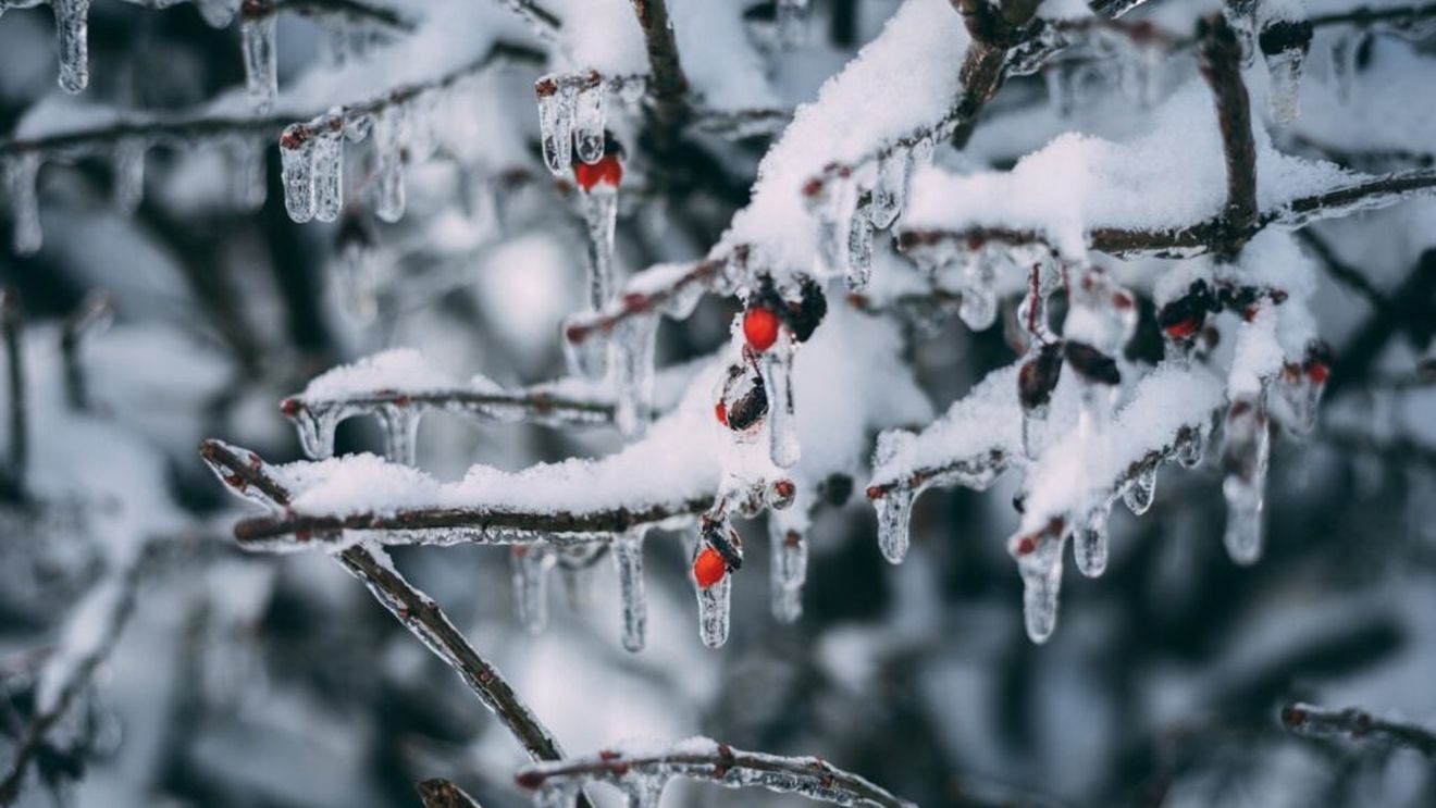 OPINIE | Statul român și fermierii, față în față cu intemperiile / Înghețul târziu, „surpriza” fiecărei primăveri