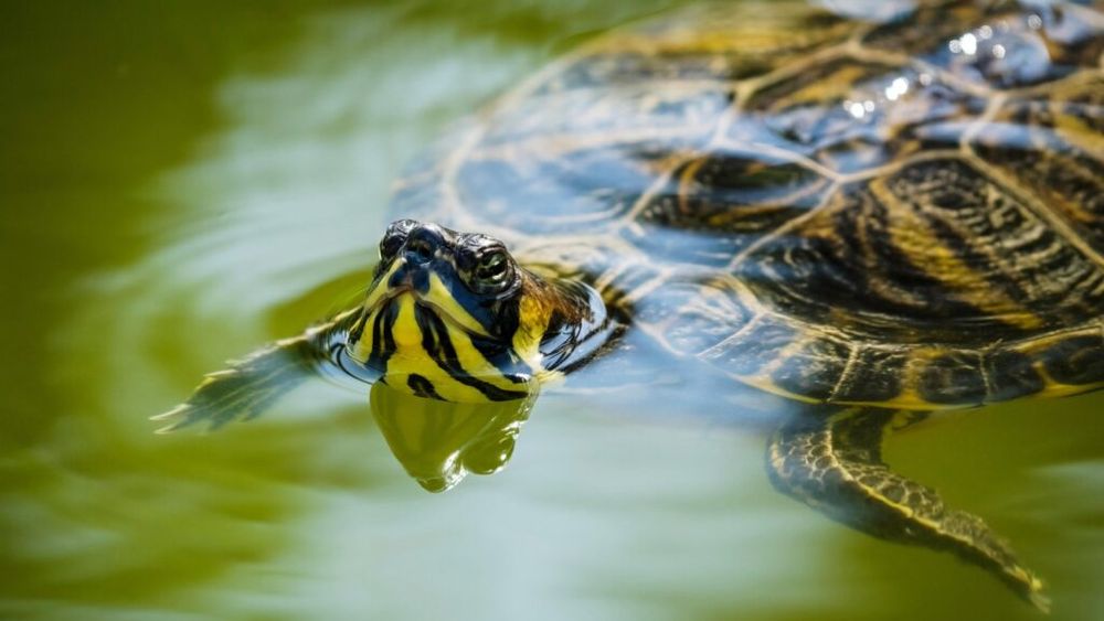 Locuitorii din zona Banatului mâncau în neolitic broaște țestoase, mai ales în timpul verii / Supa de broască țestoasă, consumată în secolul 19