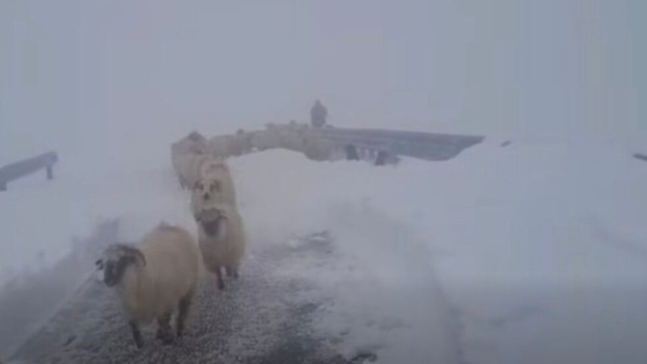 VIDEO Ciobanii blocați de zăpadă pe Transalpina, salvați de drumari după aproape o săptămână / ”Se coboară în siguranță către Rânca”