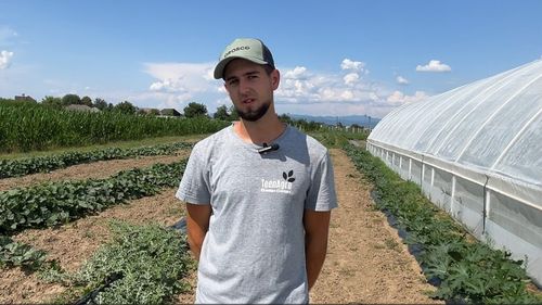 VIDEO | Dacian Tînc, un tânăr de doar 23 de ani din Baia Mare, a transformat un teren moștenit de la bunici într-o afacere / Din greșeli, a învățat cum să facă legumicultură profitabilă /„Când am început să lucrez mai mult la fertilizare, am început să am plante mai sănătoase și să nu mai am nevoie de pesticide”