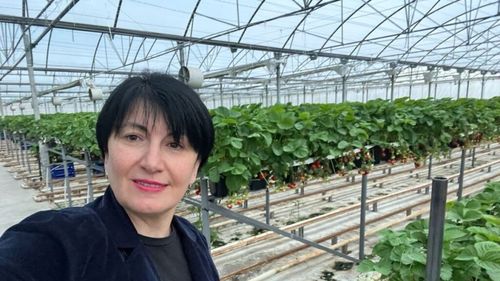O fostă seră de legume din Georgia, reconvertită la producția de căpșuni pe întreaga durată a anului. Producția se realizează în sistem hidroponic, folosind doar energie geotermală