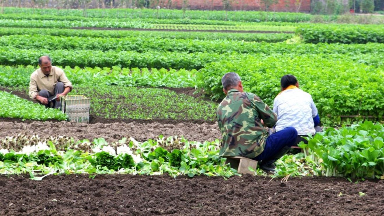 Fermierii sunt sfătuiţi să încheie înţelegeri scrise cu angajaţii în privinţa programului de lucru / Urmează controale ale inspectorilor ITM în domeniul agricol