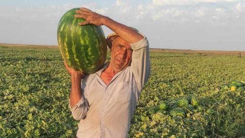 „Dulce de Dăbuleni”, „Burebista”, „Semaca”, nume de soiuri românești de pepene verde/Fermierii cultivă însă în mare parte hibrizi oferiți de firme multinaționale/”Unele soiuri de la noi sunt ca Dacia de altădată” - fermier