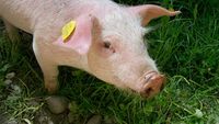 Guvernul caută piețe noi pentru carnea de porc românească și anunţă măsuri pentru susţinerea producătorilor