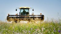 Cererea pentru soiurile de lucernă de la Fundulea depășește producția de sămânță, spun cercetătorii