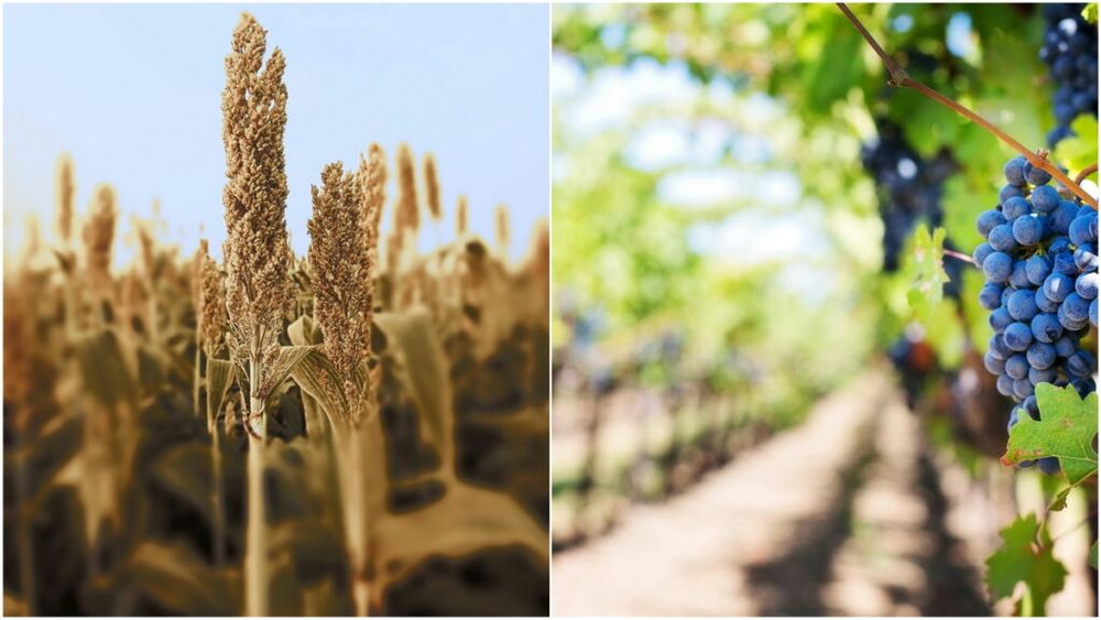 În timp ce Japonia va continua să sprijine fermierii din Republica Moldova, Departamentul de Stat al SUA confirmă anularea unui grant de 6 milioane de dolari destinat promovării industriei vinicole și turismului de peste Prut