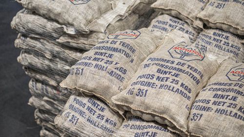 Exporturile olandeze de cartofi sunt încă scăzute, iar recolta este mai mică în acest an/Producătorii nu pot face previziuni asupra acestui sezon