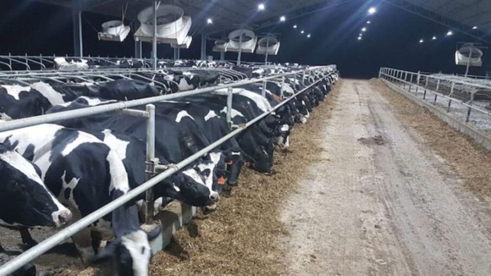 Premieră mondială în industria laptelui: o companie din Australia vinde lapte obținut de la vaci ale căror emisii de metan au fost reduse cu 25%, datorită hrănirii cu alge marine