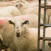 România pregătește reluarea exporturilor de ovine către Libia / ANSVSA discută condițiile sanitare și verificările în ferme și abatoare