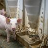Sacrificările de porci și bovine au crescut în România. Ce s-a întâmplat cu păsările, oile și caprele