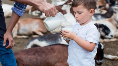 Când laptele de capră îți poate face rău / O fetiță de un an și cinci luni, aproape de moarte după ce a băut lapte crud / Riscurile produselor nepasteurizate