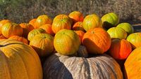 De Halloween, revine Halloweena, mandarina dovleac!/  Fructul cultivat în Spania ajunge în 5 țări