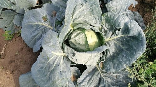 Legumicultorii români ar putea da lovitura? Coreea de Sud a rămas fără varză murată din cauza taifunurilor care au distrus culturile în această vară