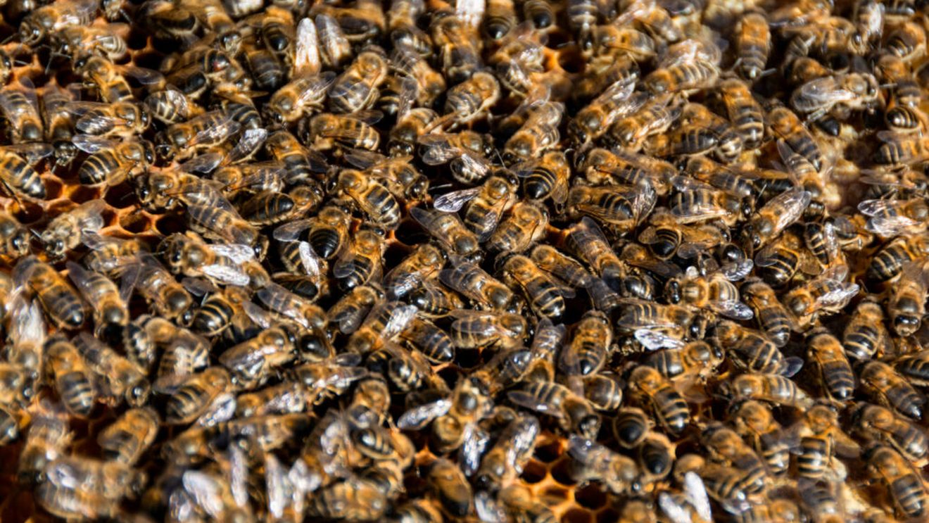 Roiuri uriașe de albine au invadat un centru comercial din Israel / Autoritățile au închis zona