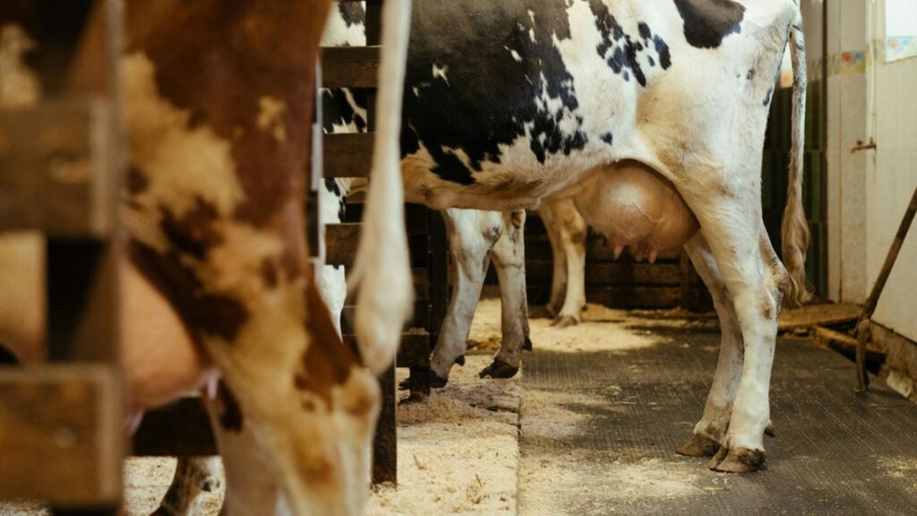 O vacă va călători peste ocean pentru a fi vedeta Salonului Agricol Internațional de la Paris / Vaca Biguine va fi prima reprezentantă a rasei Brahman la un eveniment internațional