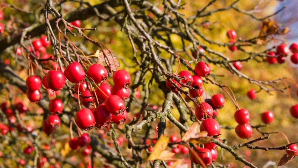 Direcţia Silvică Vaslui este cel mai mare furnizor de măceşe şi plante medicinale de pe piaţa românească / Asigură peste 70% din cantitatea valorificată la nivelul Romsilva