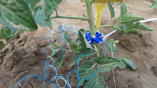 Sistem inovativ pentru a economisi apa de irigat, în Italia. Brioristor, un senzor cu AI montat pe plantele de roșii reduce consumul aproape la jumătate