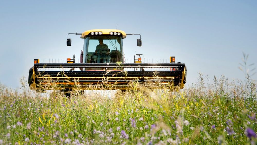Cererea pentru soiurile de lucernă de la Fundulea depășește producția de sămânță, spun cercetătorii