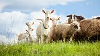 O nouă rasă românească de capre va produce lapte fără gust de capră/Ionică Nechifor, cercetător: „În anii următori vom veni în fața fermierilor cu o nouă creație biologică”