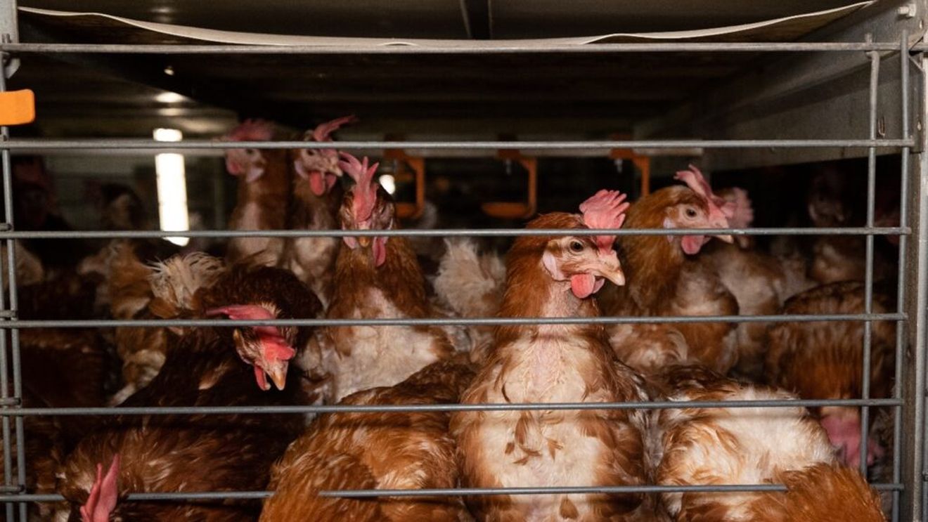 Propunerea legislativă pentru eliminarea cuștilor pentru găinile ouătoare avansează în Parlament după avize favorabile