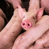Comisia Europeană aprobă un ajutor de 11 milioane de euro pentru crescătorii români de porci afectați de scumpirea combustibililor și îngrășămintelor