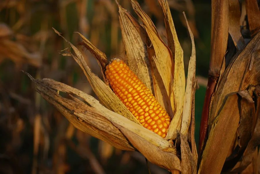 secetă-pedologică-deficit-de-umiditate-umiditatea-solului-agricultură-culturi-agricole-ANM-prognoză-agrometeorologică-temperaturi-ridicate-recoltă-porumb-floarea-soarelui-secetă-irigații-lucrări-agricole-agricultură-România