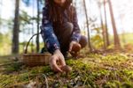 Ce trebuie să știi dacă mergi să culegi ciuperci din pădure / Regula esențială pe care trebuie să o respecte orice persoană care vrea să se bucure de hrană din natură / Greșelile pot deveni periculoase