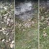 Sute de kilograme de pește au ajuns în grădinile oamenilor dintr-o localitate din Iași. Primar: „E ca în reclamele la imobiliare”