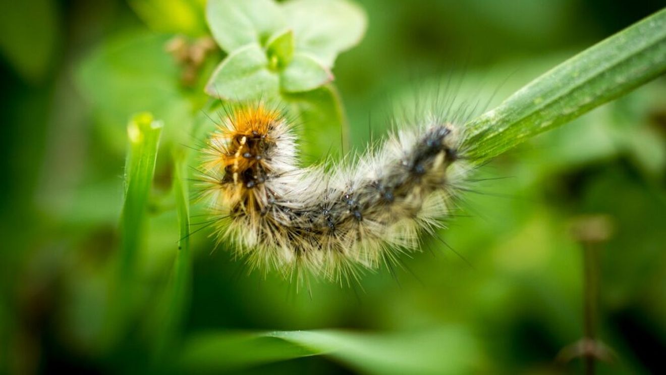 De ce ar trebui să lăsați insectele să vă mănânce plantele / Grădinari din întreaga lume adoptă o nouă filozofie: grădinăritul care acordă prioritate insectelor, nu plantelor