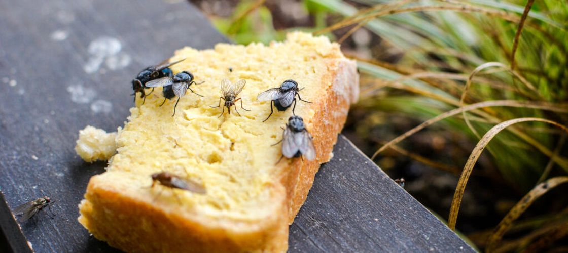 O muscă a aterizat pe mâncare. O mai poți mânca sau trebuie să o arunci? Ce spun experții în siguranță alimentară