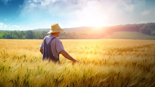 Tot mai puține cereri pentru subvențiile APIA în Buzău. Fermierii spun că agricultura devine tot mai puțin atractivă