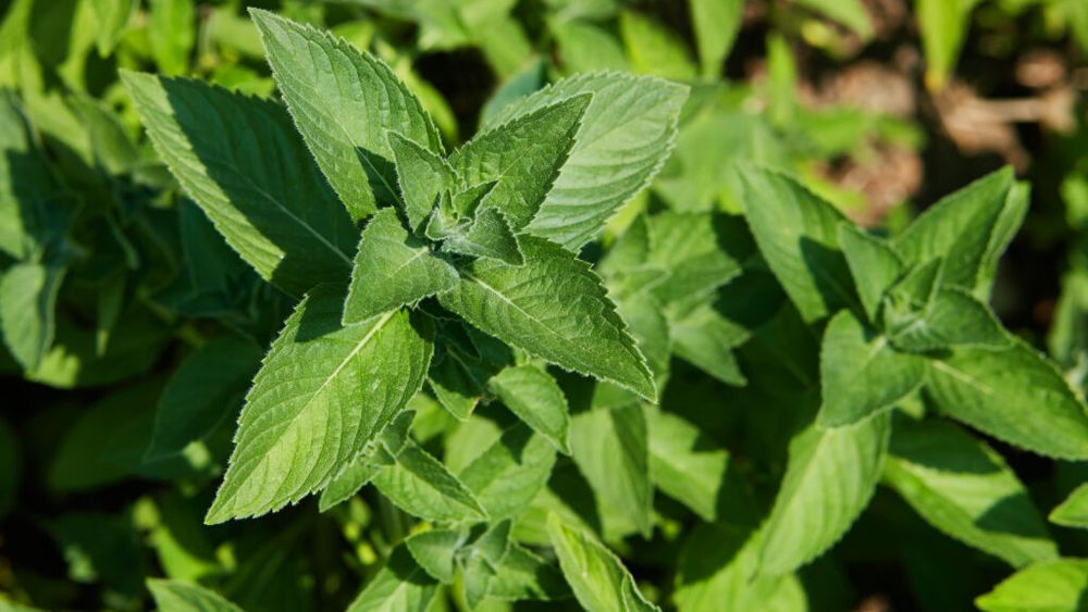 Menta, cultura care câștigă teren în fermele din Serbia. Producătorii pot obține până la 5.000 de euro profit pe hectar