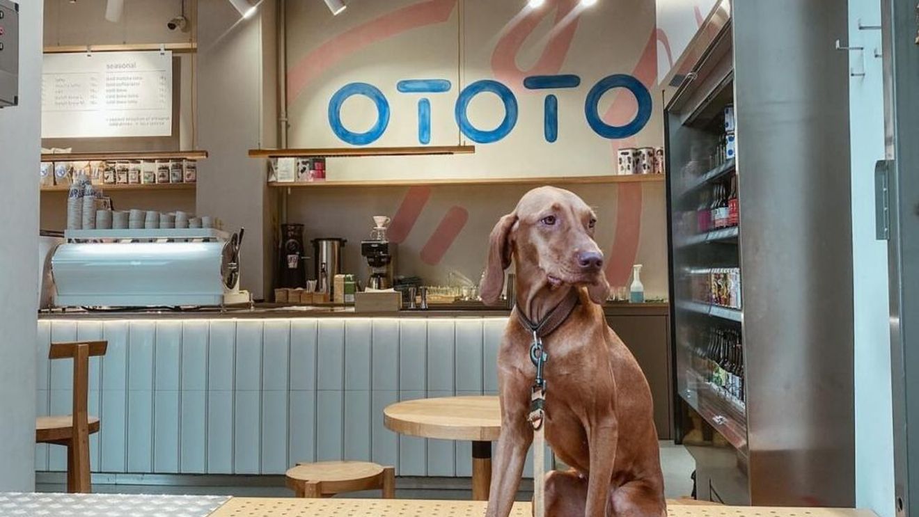 Retailerul românesc de produse sustenabile Ototo s-a extins în Austria / Compania colaborează cu 100 de branduri românești