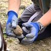 VIDEO | Câinii căutători de trufe găsesc și marchează trufa/ Proprietar plantație: Nu trebuie să o dezgroape, vine „vânătorul” și sapă după ea